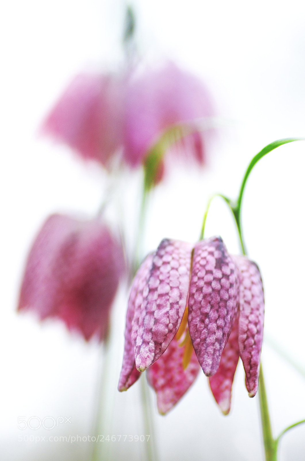 Pentax K-5 sample photo. Sous la jupe des photography