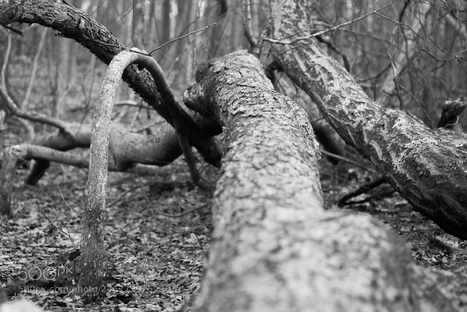 Pentax K-1 sample photo. Fallen and bent trees photography