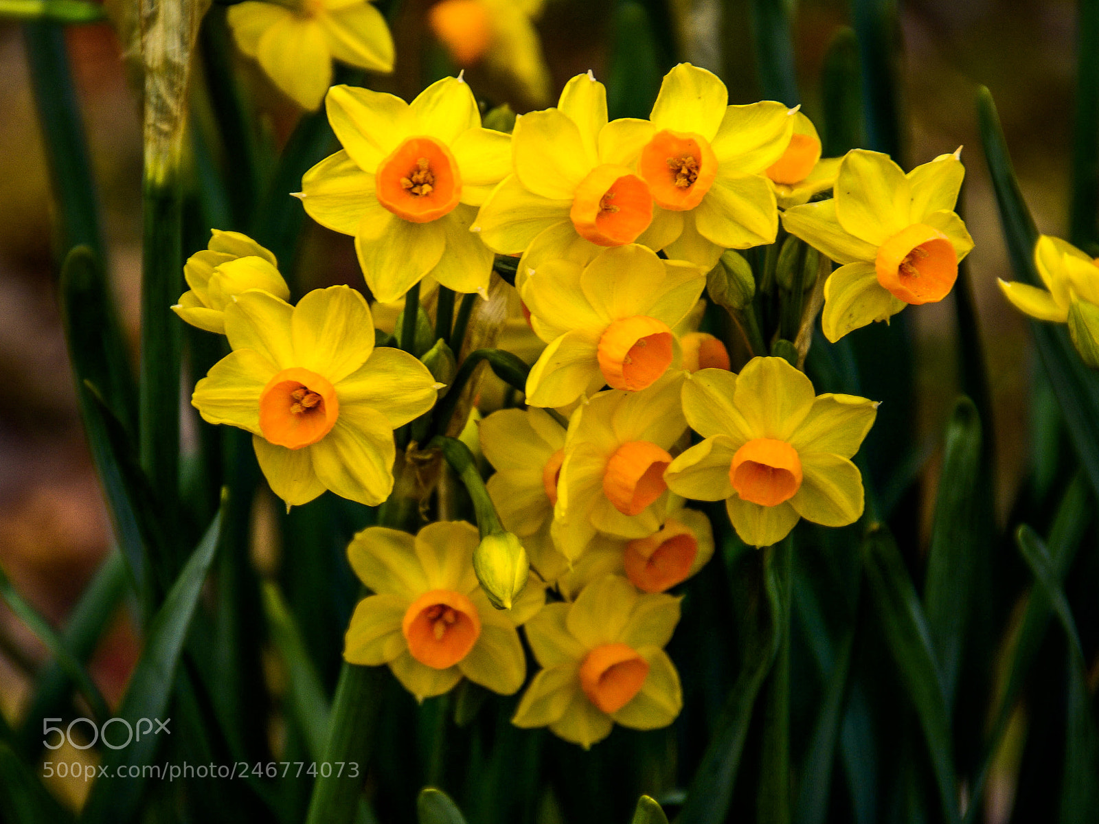 Nikon D7100 sample photo. Yellow narcissuses photography
