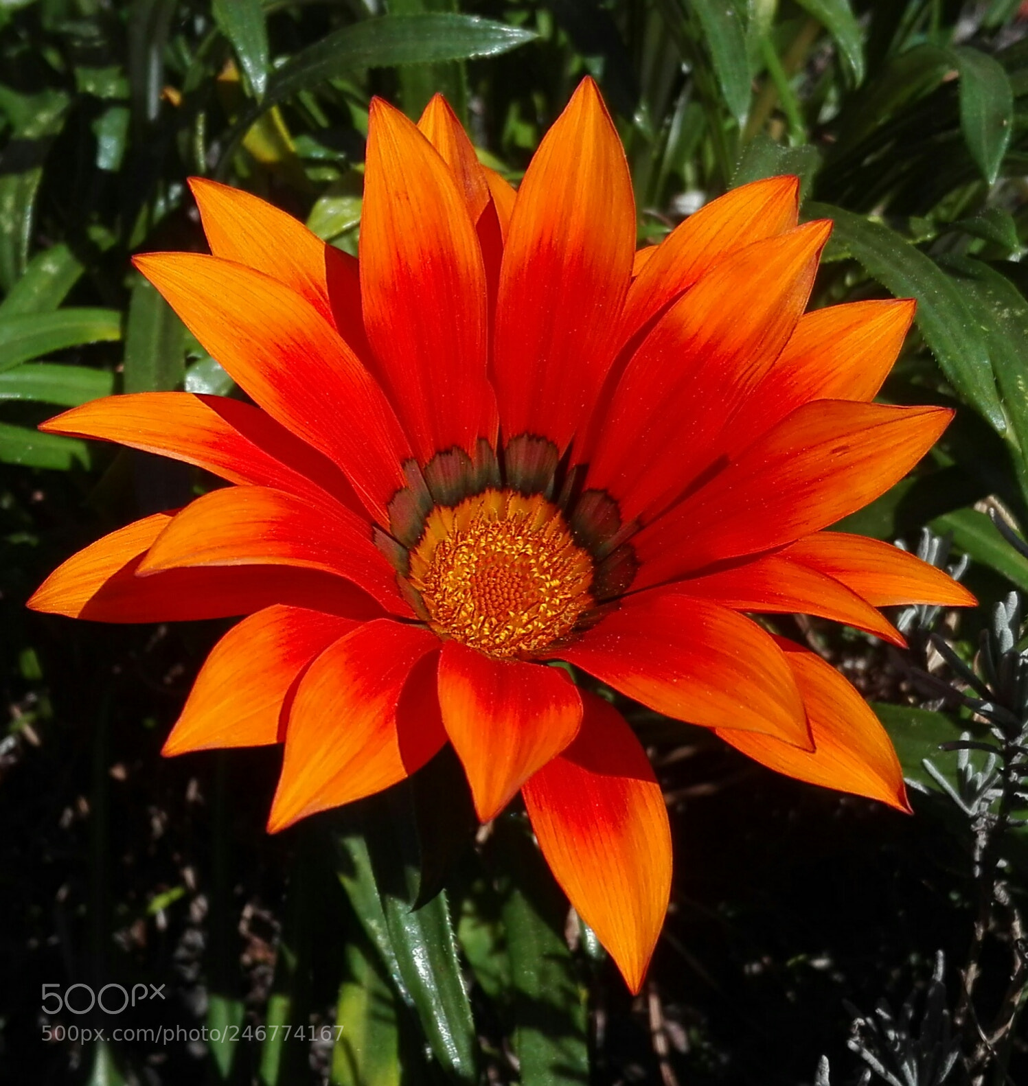 HUAWEI P8 Lite sample photo. Colours photography