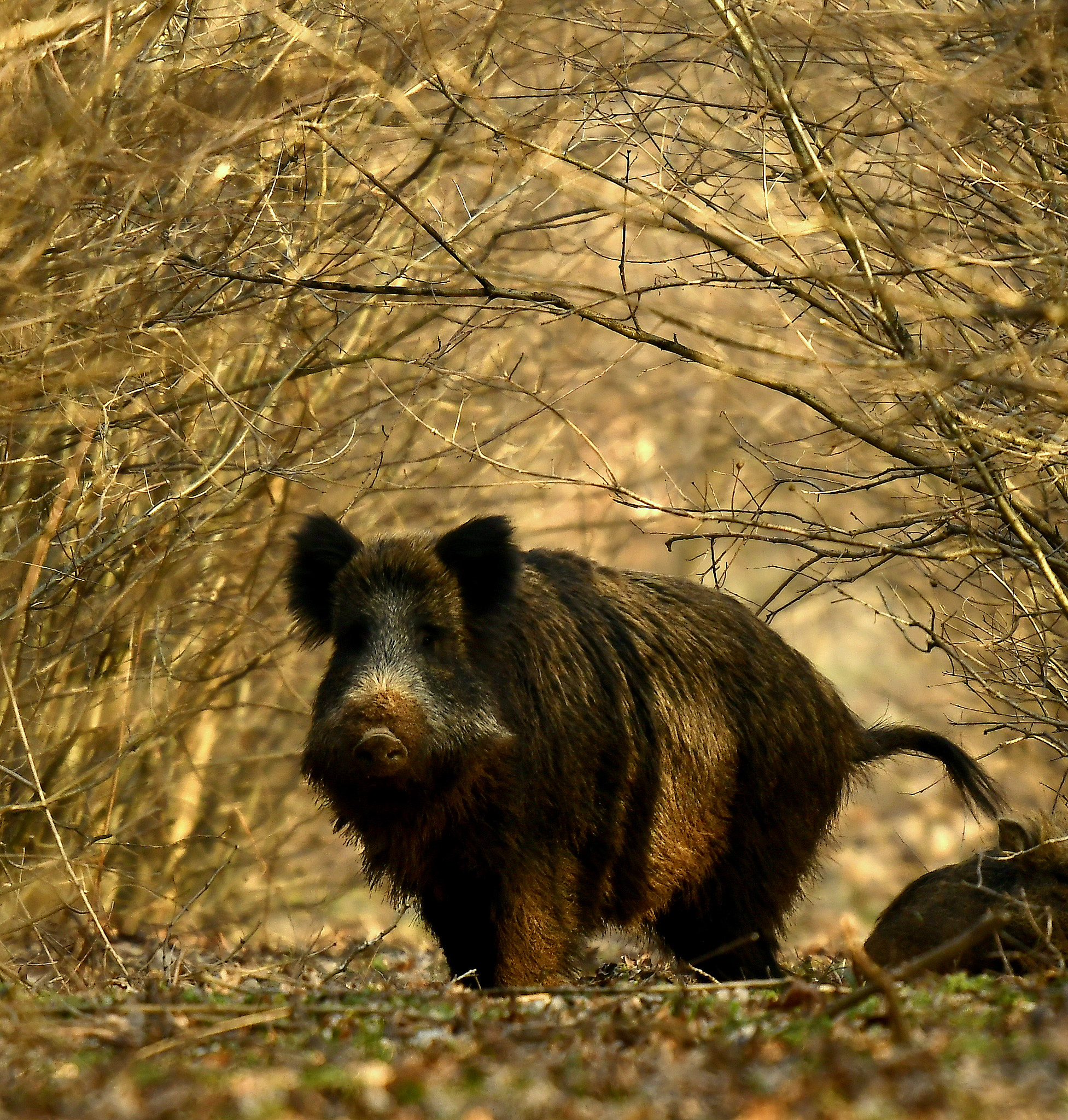 Nikon D500 + Nikon Nikkor AF-S 300mm F4E PF ED VR sample photo. The boar is watching... photography