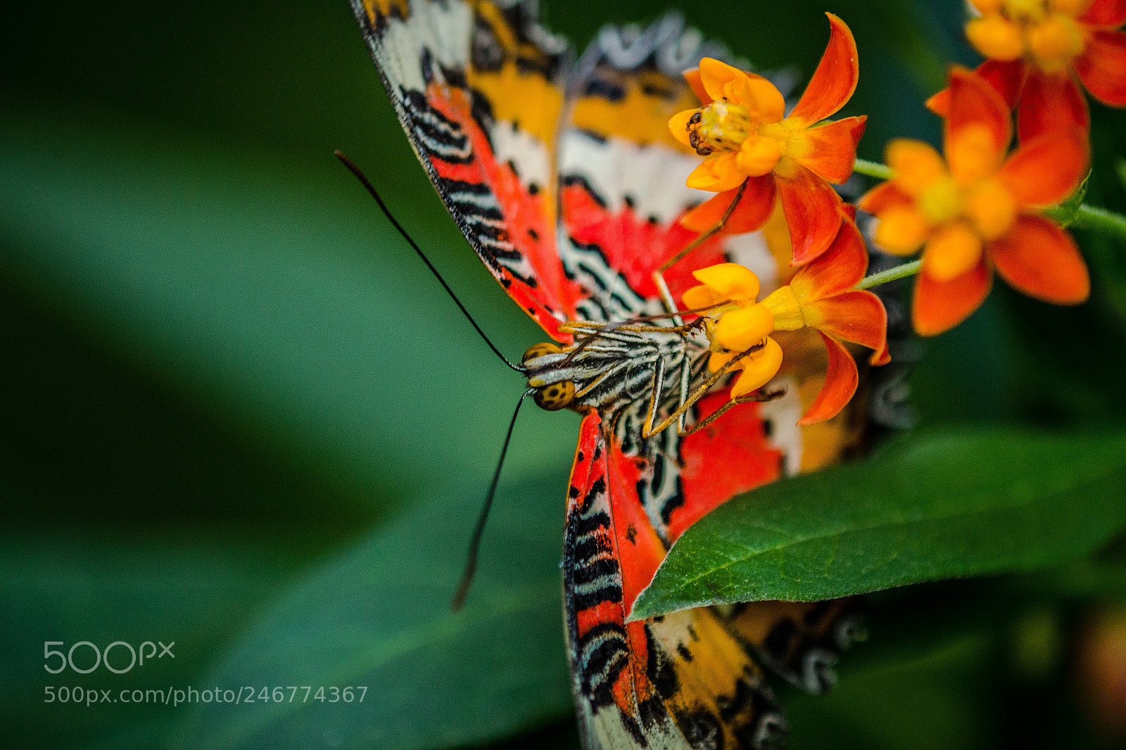 Canon EOS 60D sample photo. Common lacewing photography