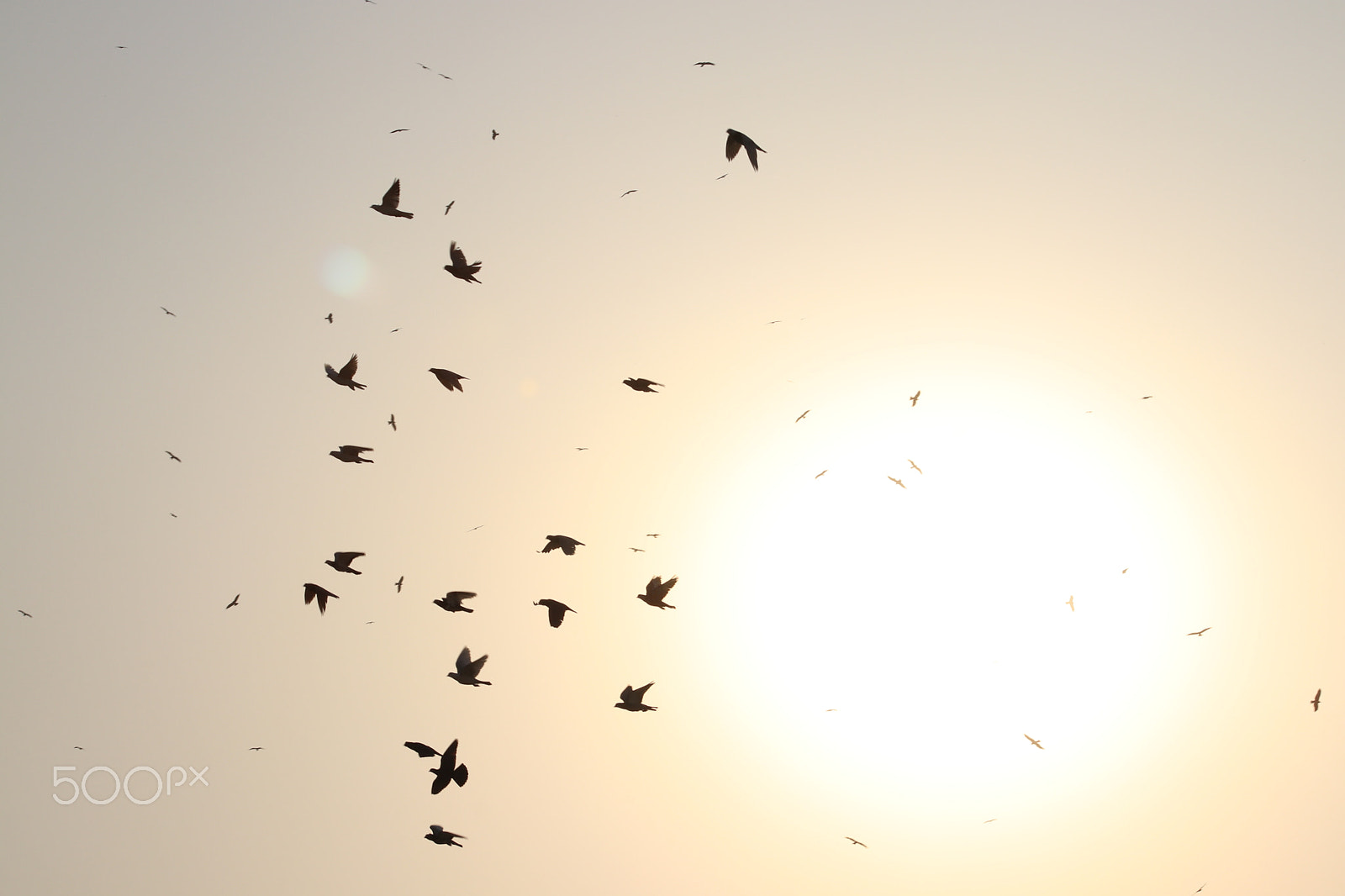 EF75-300mm f/4-5.6 sample photo. Fly baby, fly! photography
