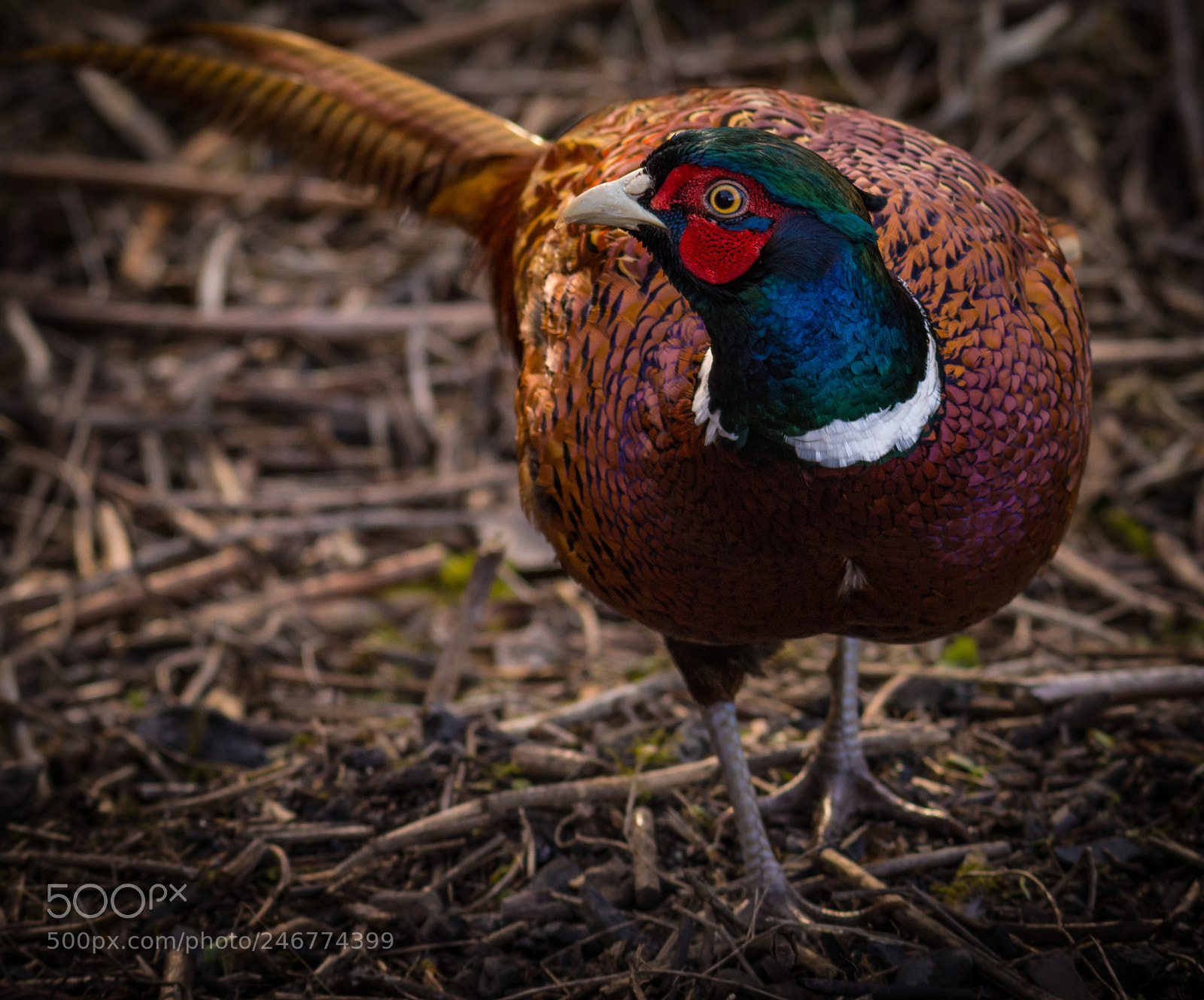 Nikon D7200 sample photo. Pheasant photography