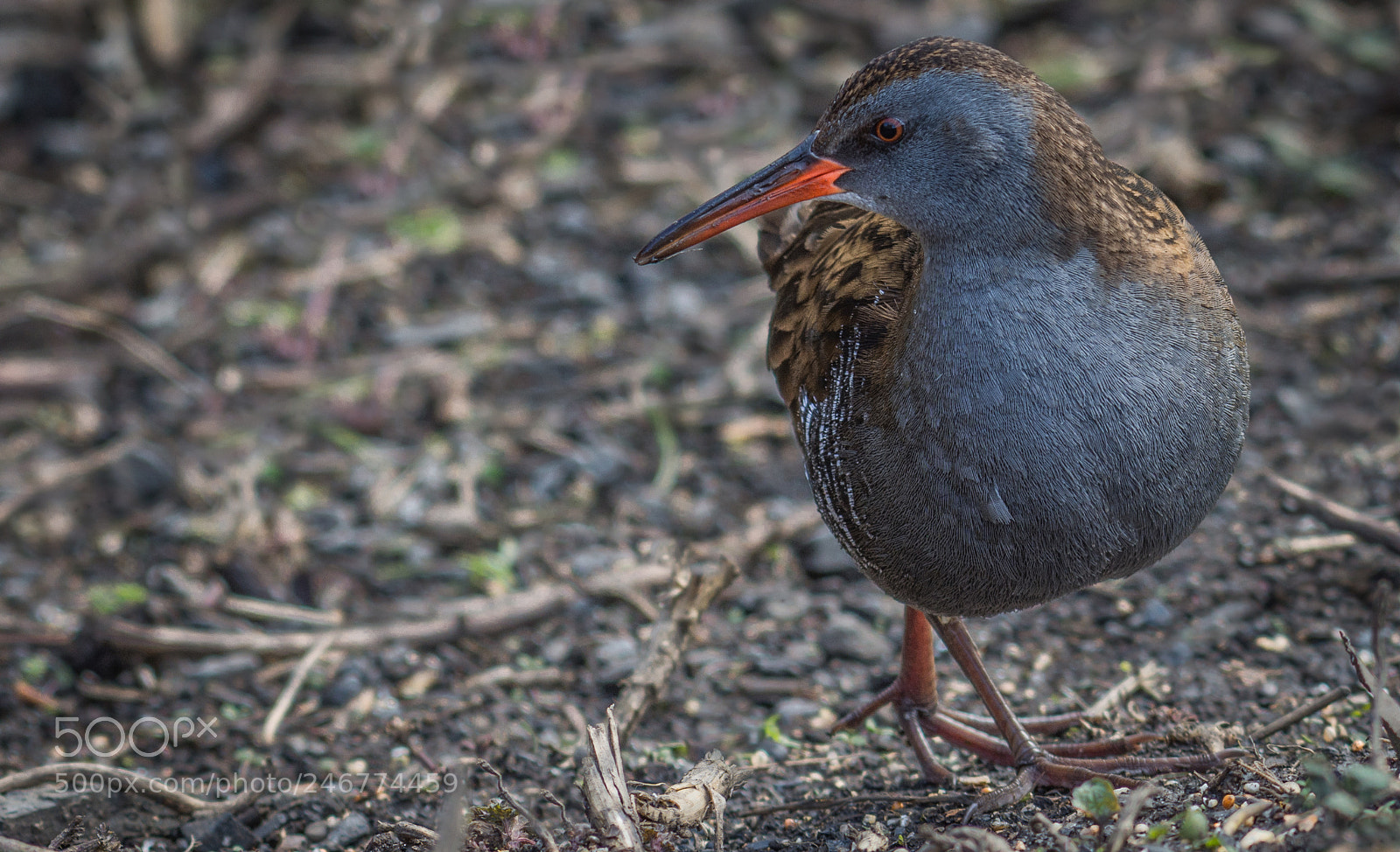 Nikon D7200 sample photo. Water rail ( rallus aquaticus) photography