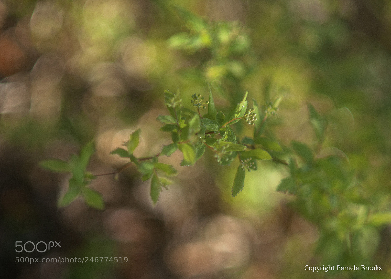 Nikon D90 sample photo. Forsythia plant photography