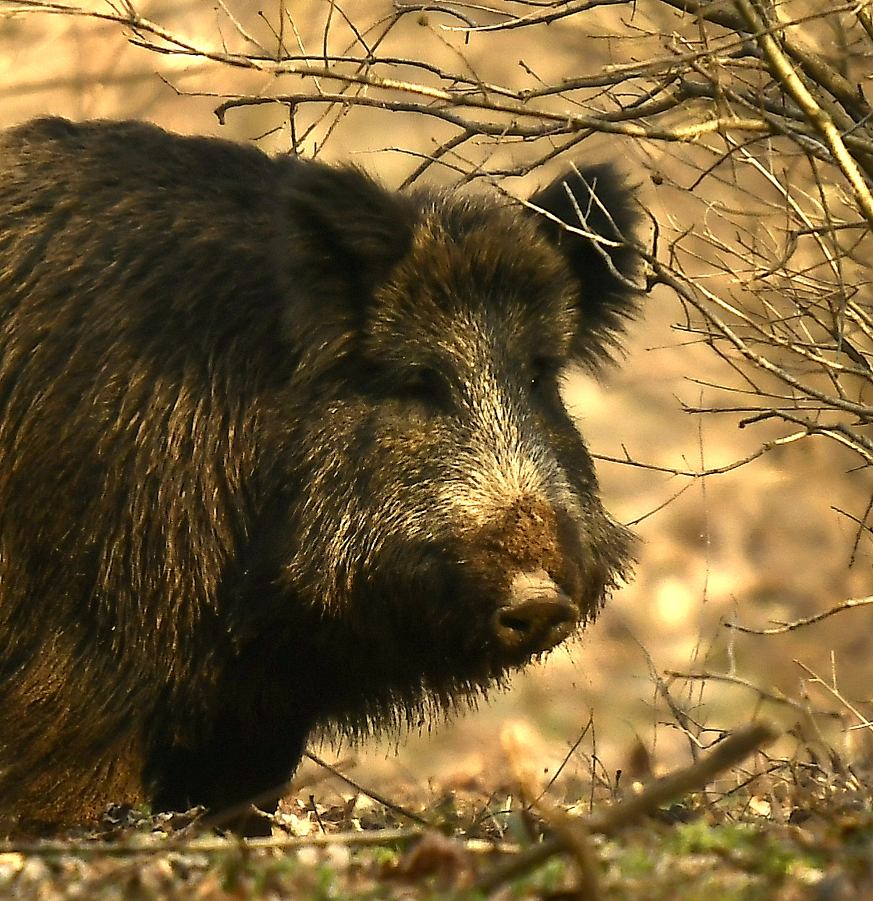 Nikon Nikkor AF-S 300mm F4E PF ED VR sample photo. Sow... photography