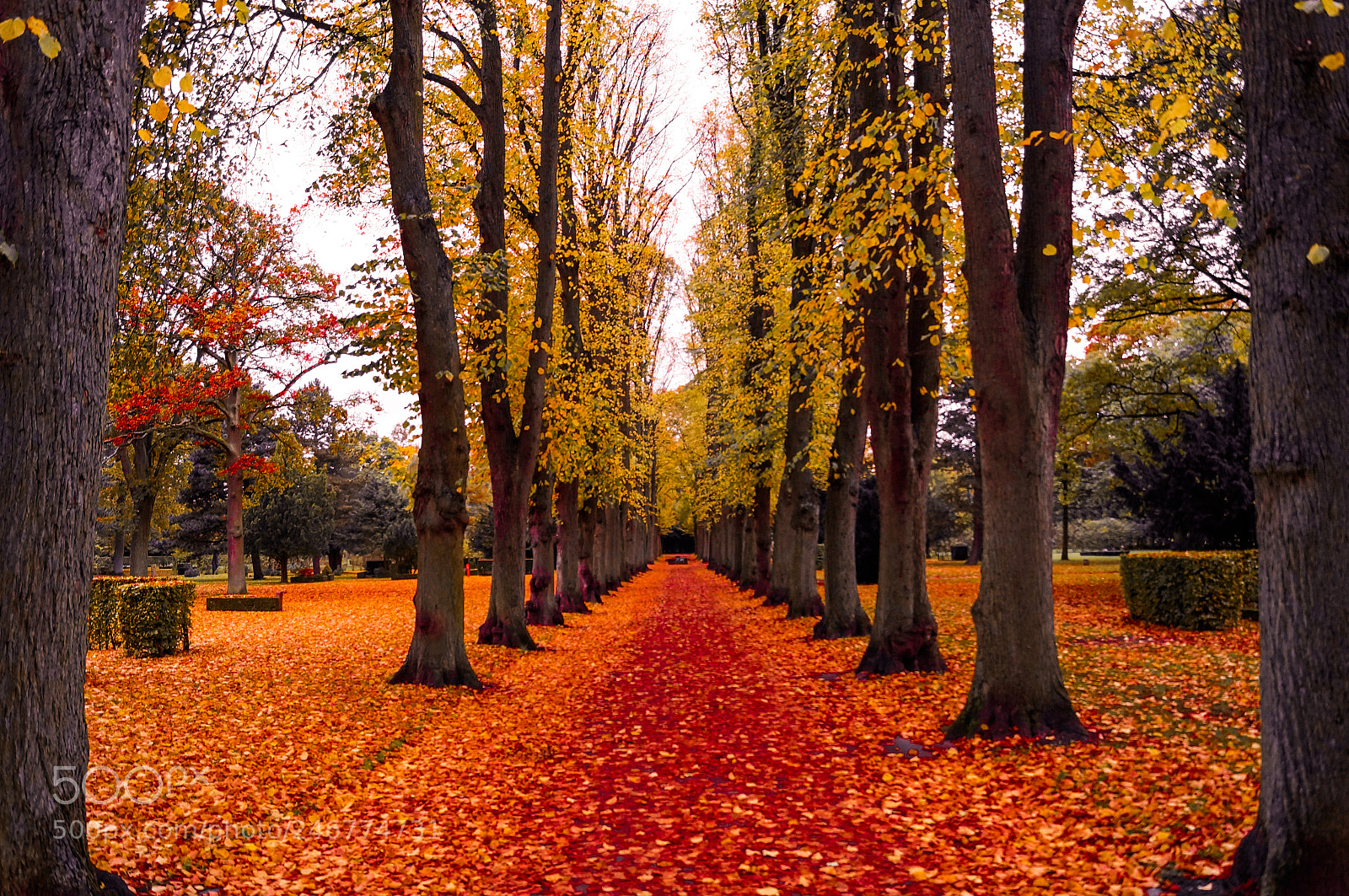 Sony SLT-A37 sample photo. Danish autumn leaves photography
