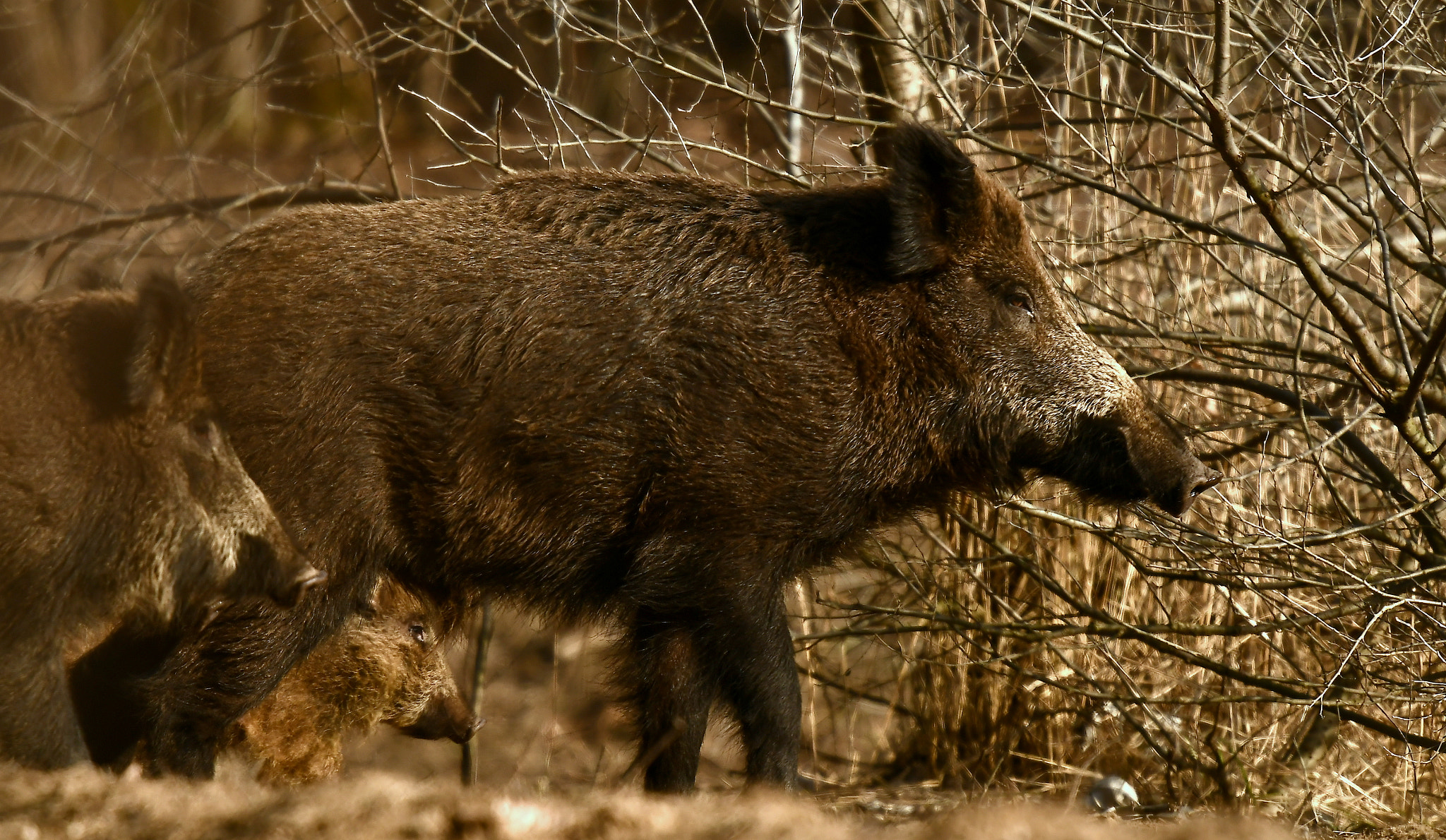 Nikon D500 + Nikon Nikkor AF-S 300mm F4E PF ED VR sample photo. Family raised... photography