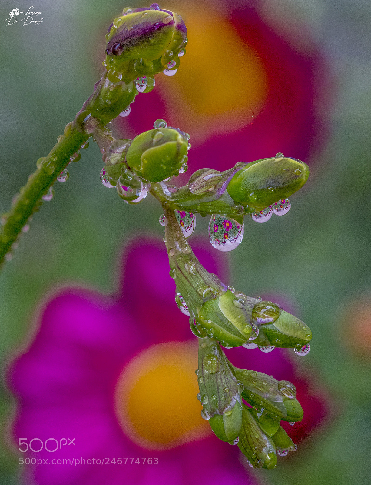 Nikon D5200 sample photo. Devi soffermarti con umilt photography