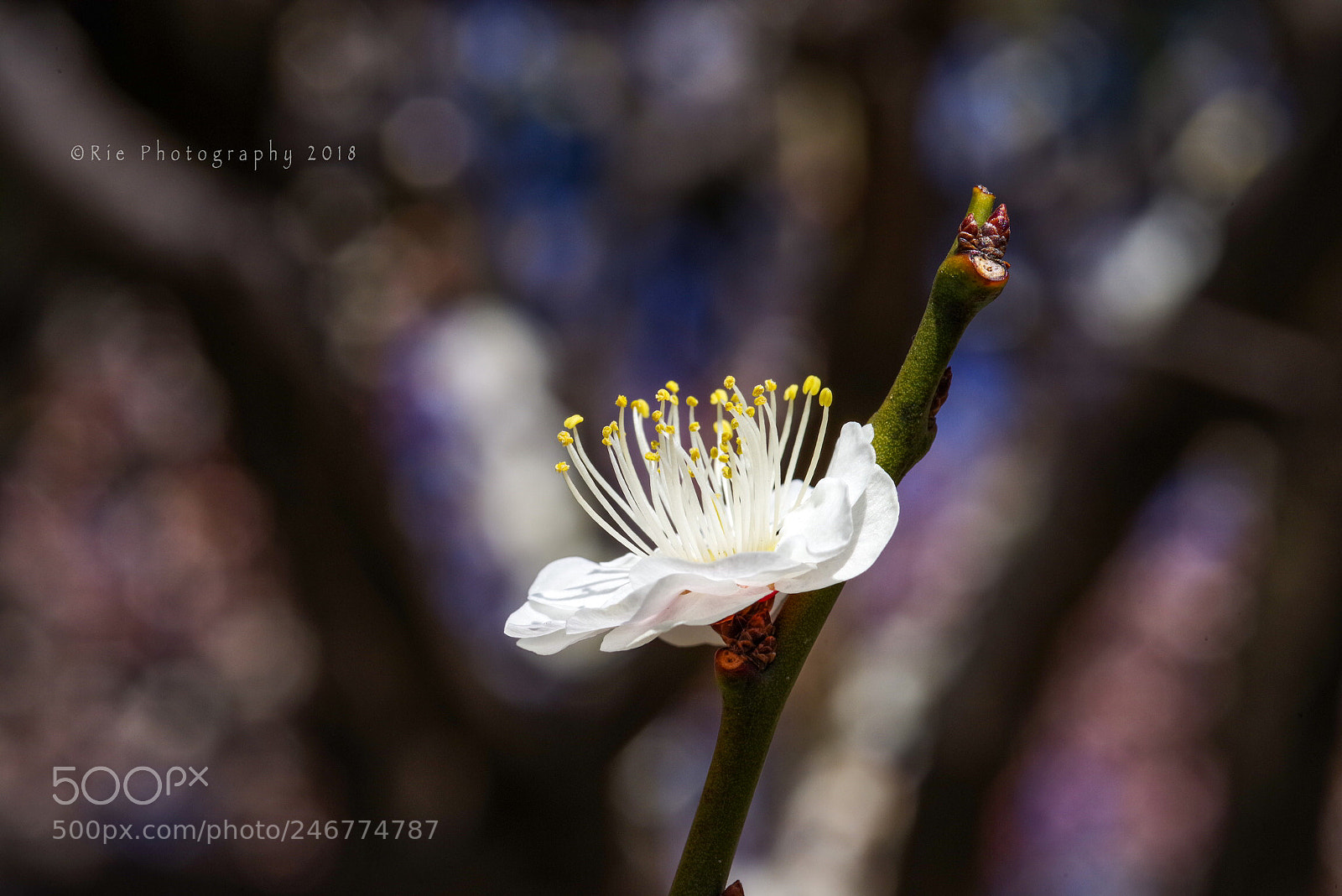 Pentax K-1 sample photo. Spring has come photography