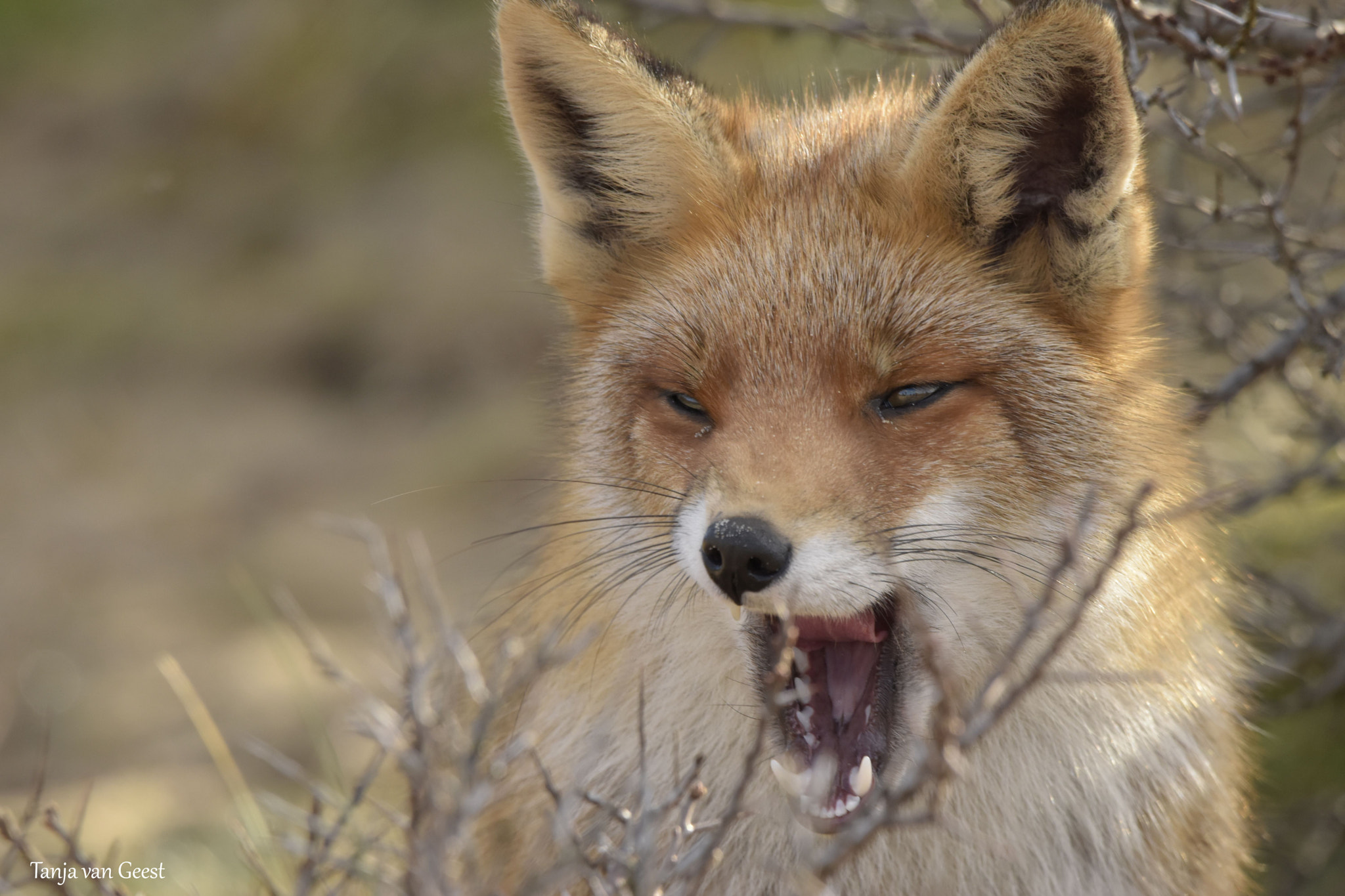 Nikon D5500 + Sigma 150-600mm F5-6.3 DG OS HSM | C sample photo. Yawning fox photography