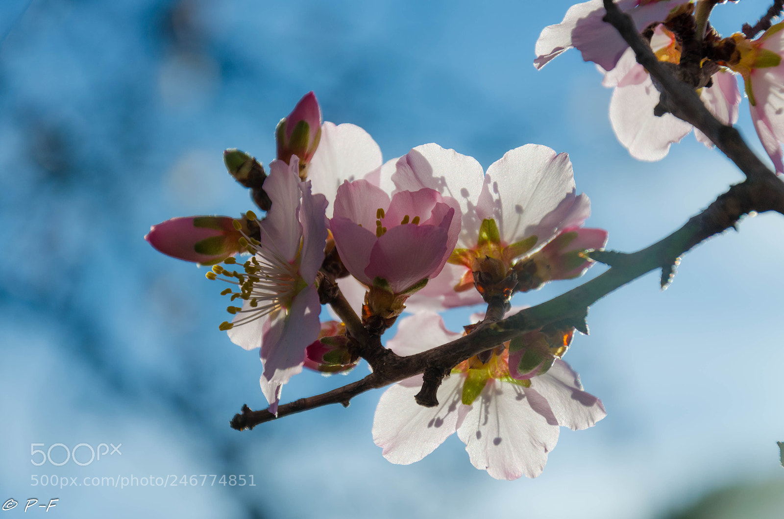 Nikon D5100 sample photo. Spring photography