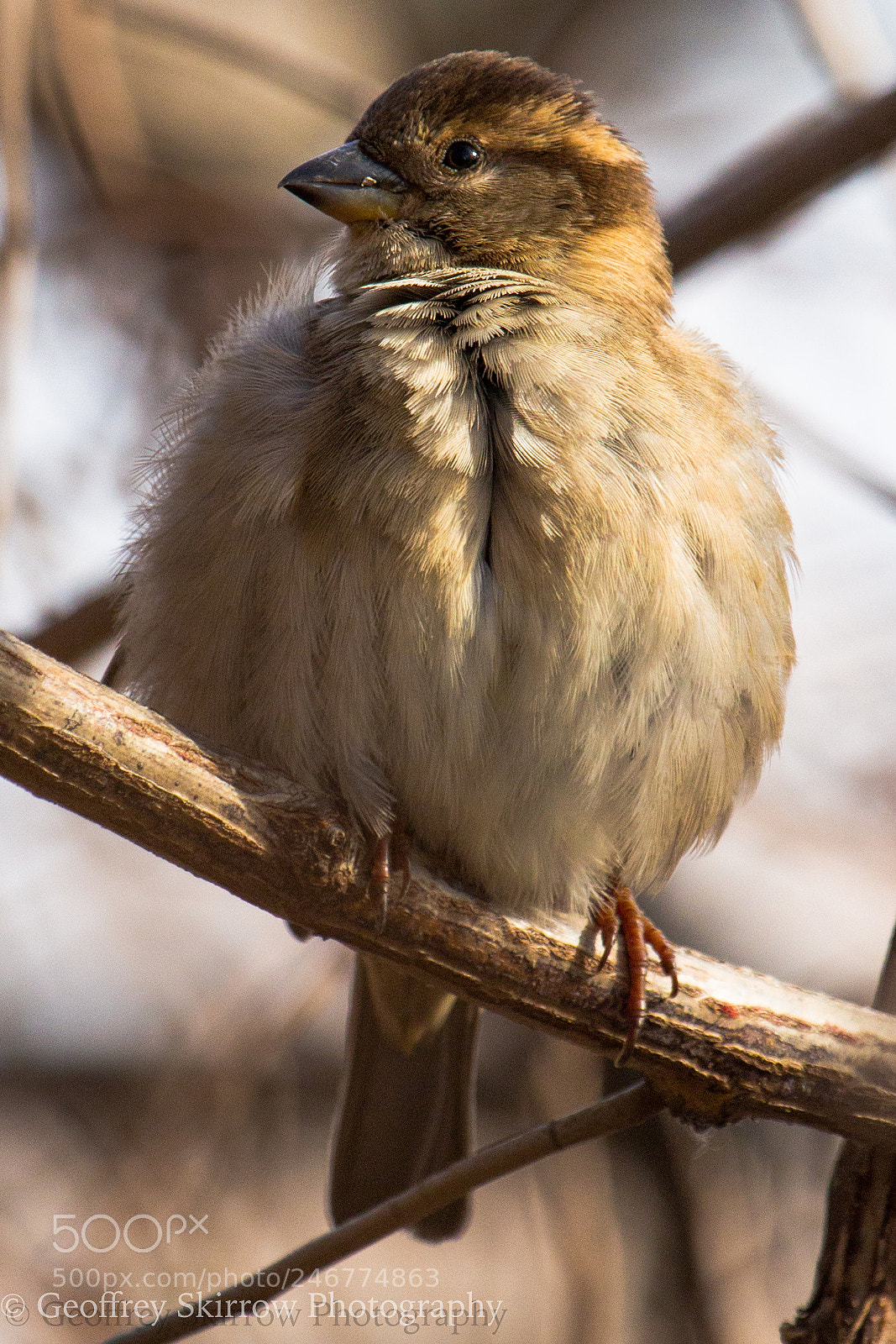 Canon EOS 650D (EOS Rebel T4i / EOS Kiss X6i) sample photo. Female house sparrow staying photography