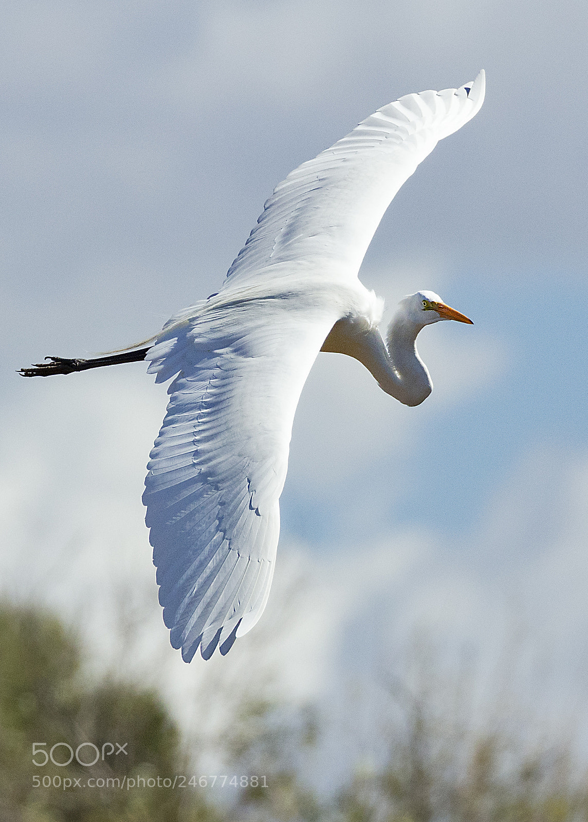 Canon EOS 5DS sample photo. Great egret or romulan photography