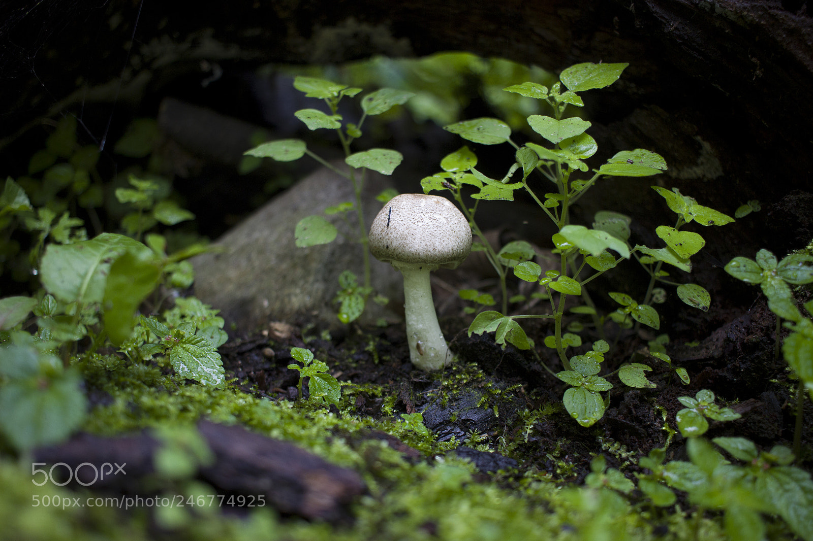 Canon EOS 600D (Rebel EOS T3i / EOS Kiss X5) sample photo. Mushroom photography