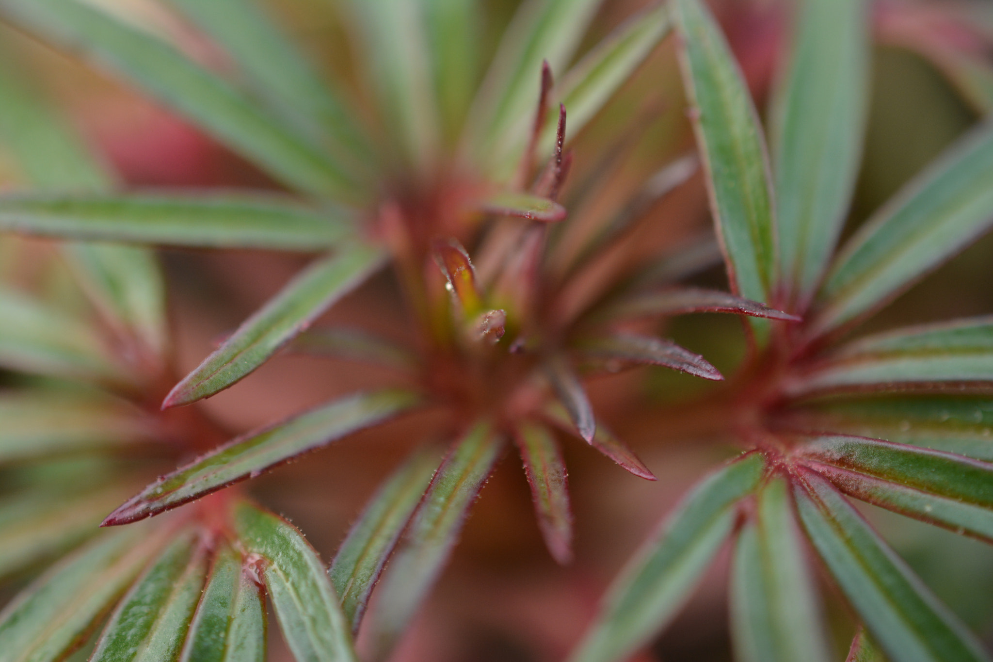 Nikon AF-S DX Micro Nikkor 40mm F2.8 sample photo. Leaves photography