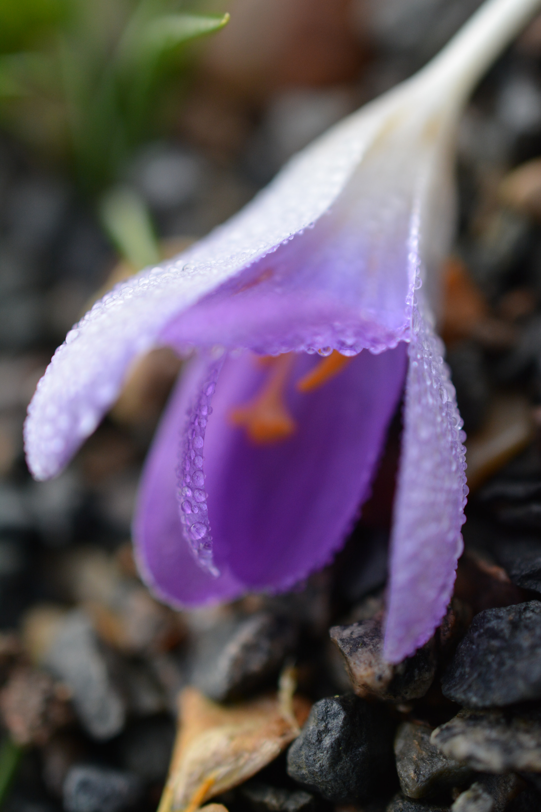 Nikon AF-S DX Micro Nikkor 40mm F2.8 sample photo. Crocus photography