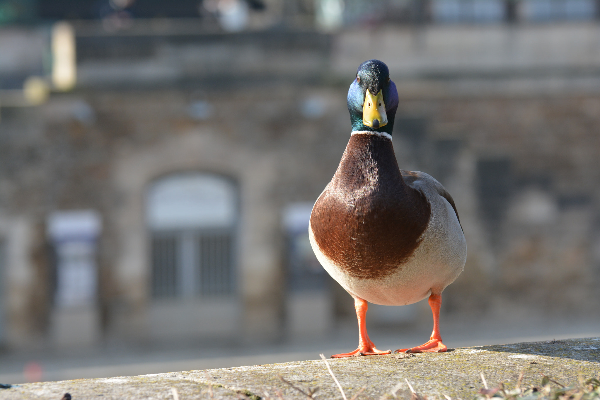 Nikon D7100 sample photo. Ducky photography