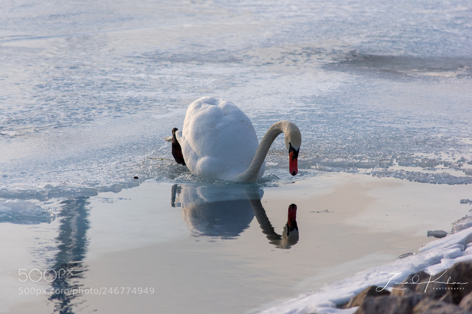 Nikon D3400 sample photo. Swan reflection photography