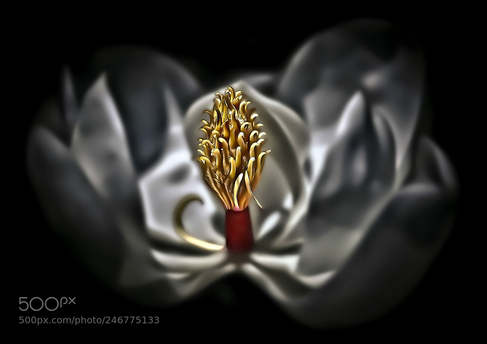Canon EOS 50D sample photo. Magnolia 9 photography