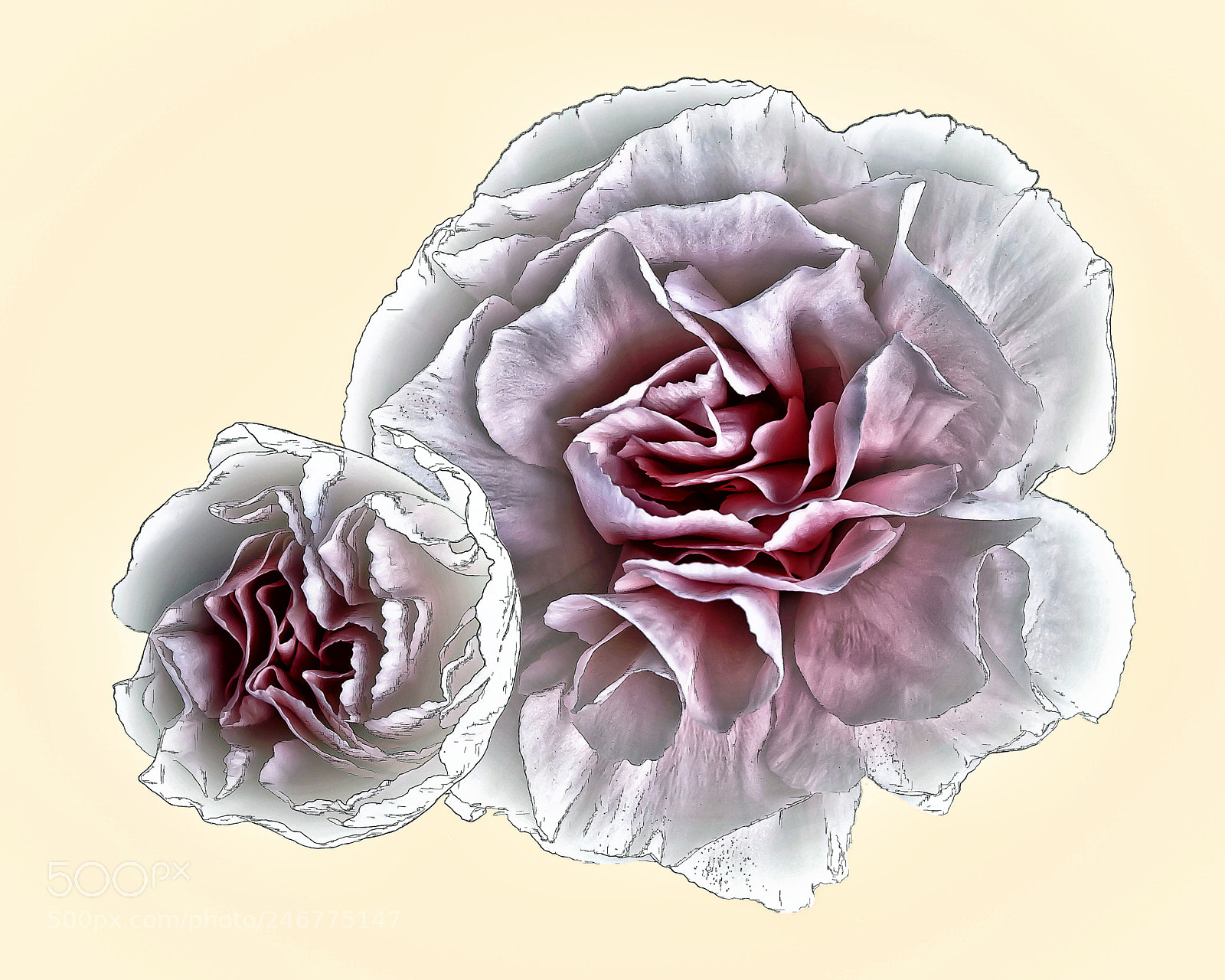 Canon EOS 50D sample photo. Flower sketch photography