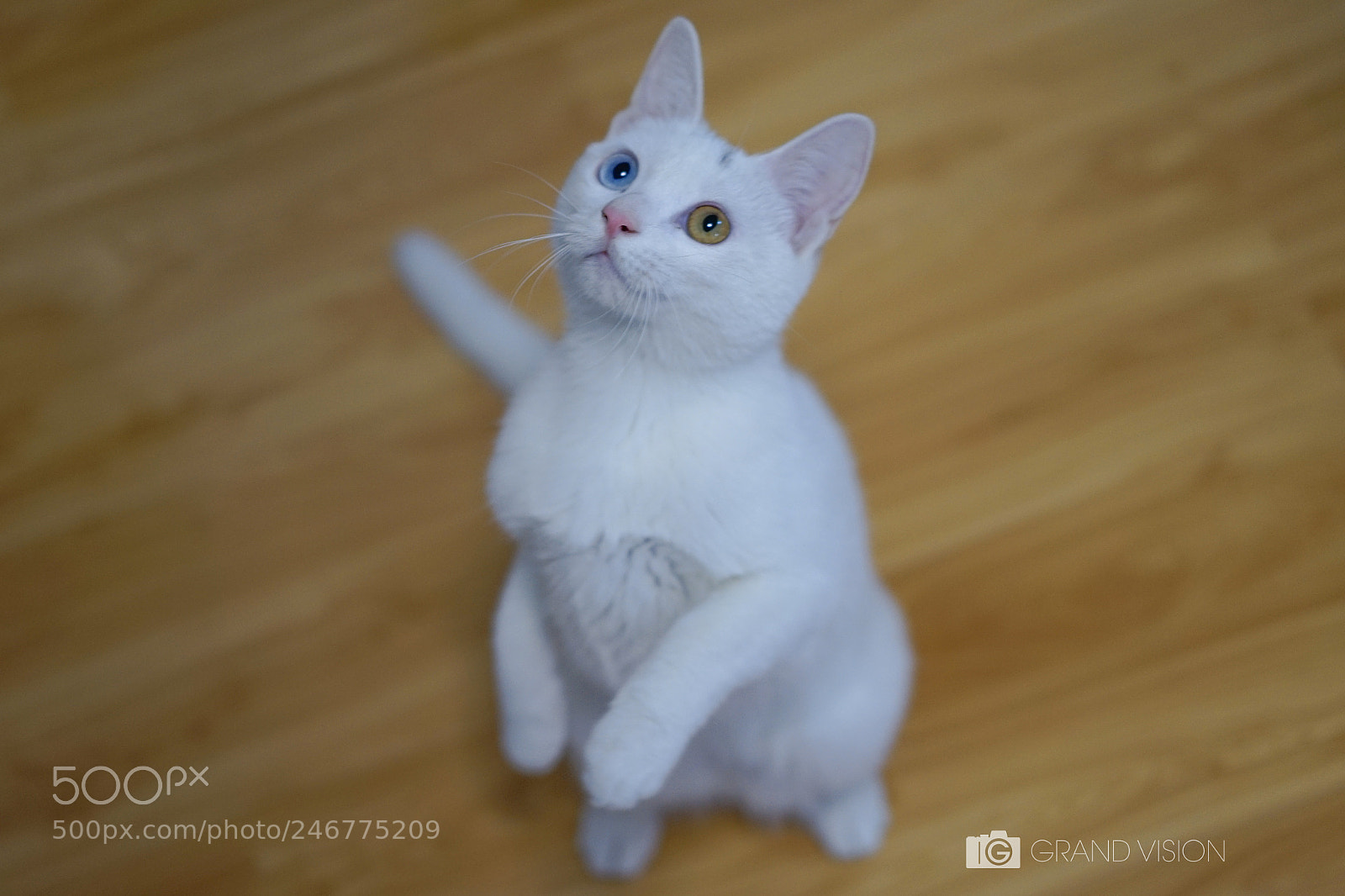 Sony a7 II sample photo. Cat 猫 photography