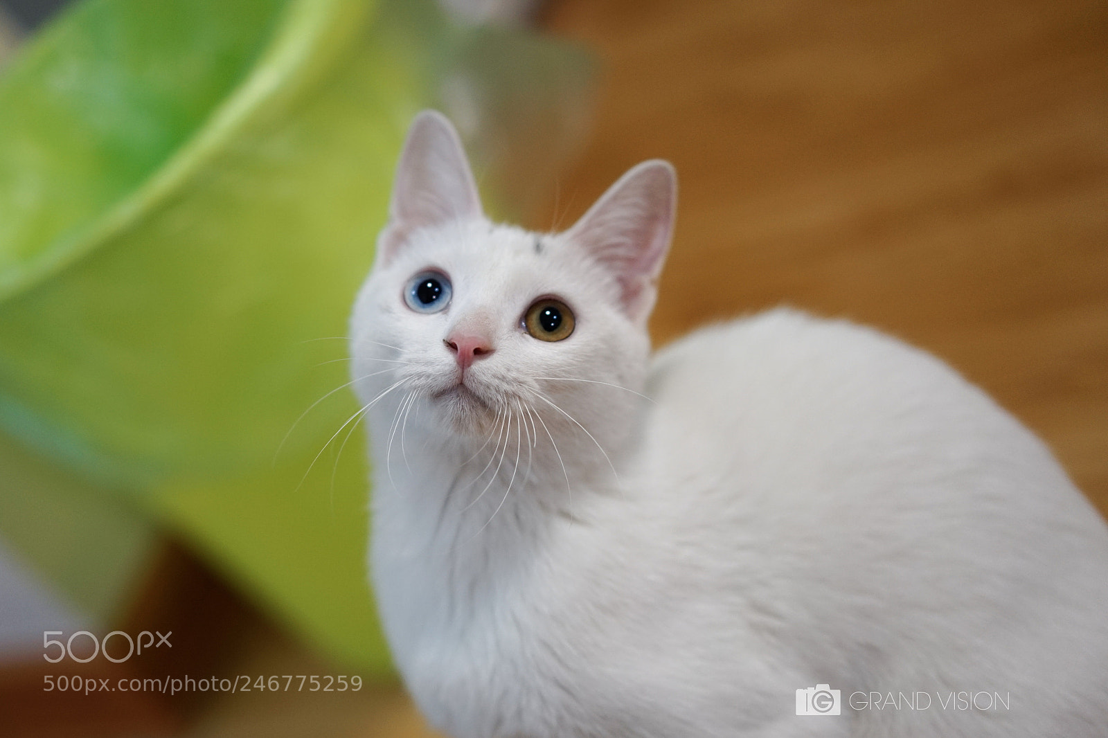 Sony a7 II sample photo. Cat 猫 photography