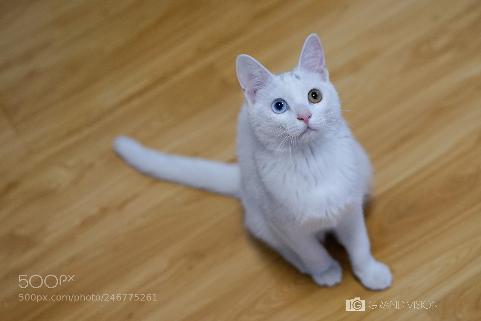 Sony a7 II sample photo. Cat 猫 photography