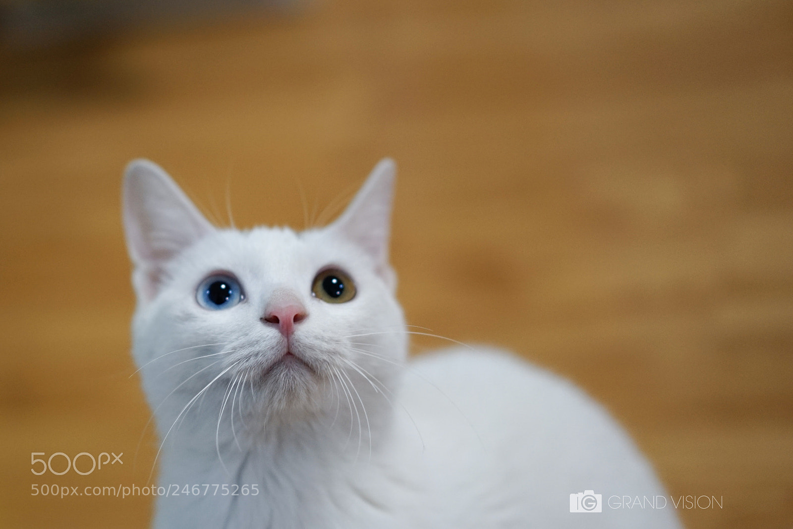 Sony a7 II sample photo. Cat 猫 photography