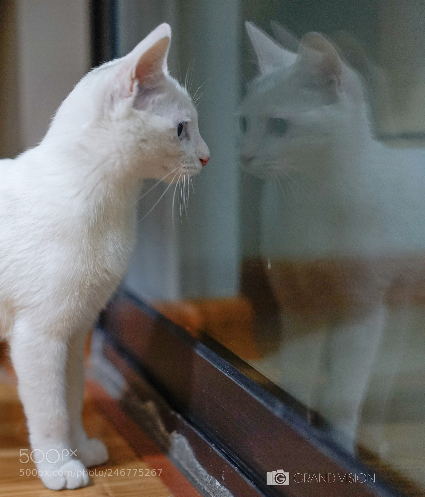 Sony a7 II sample photo. Cat 猫 photography