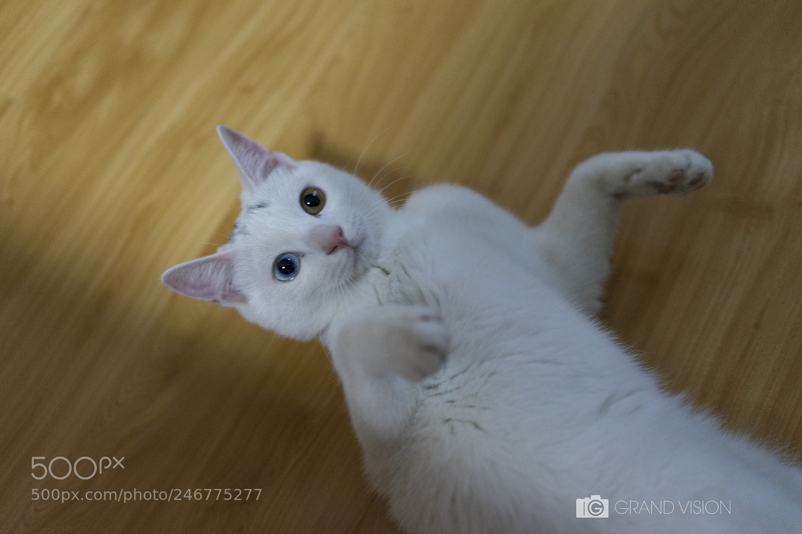 Sony a7 II sample photo. Cat 猫 photography