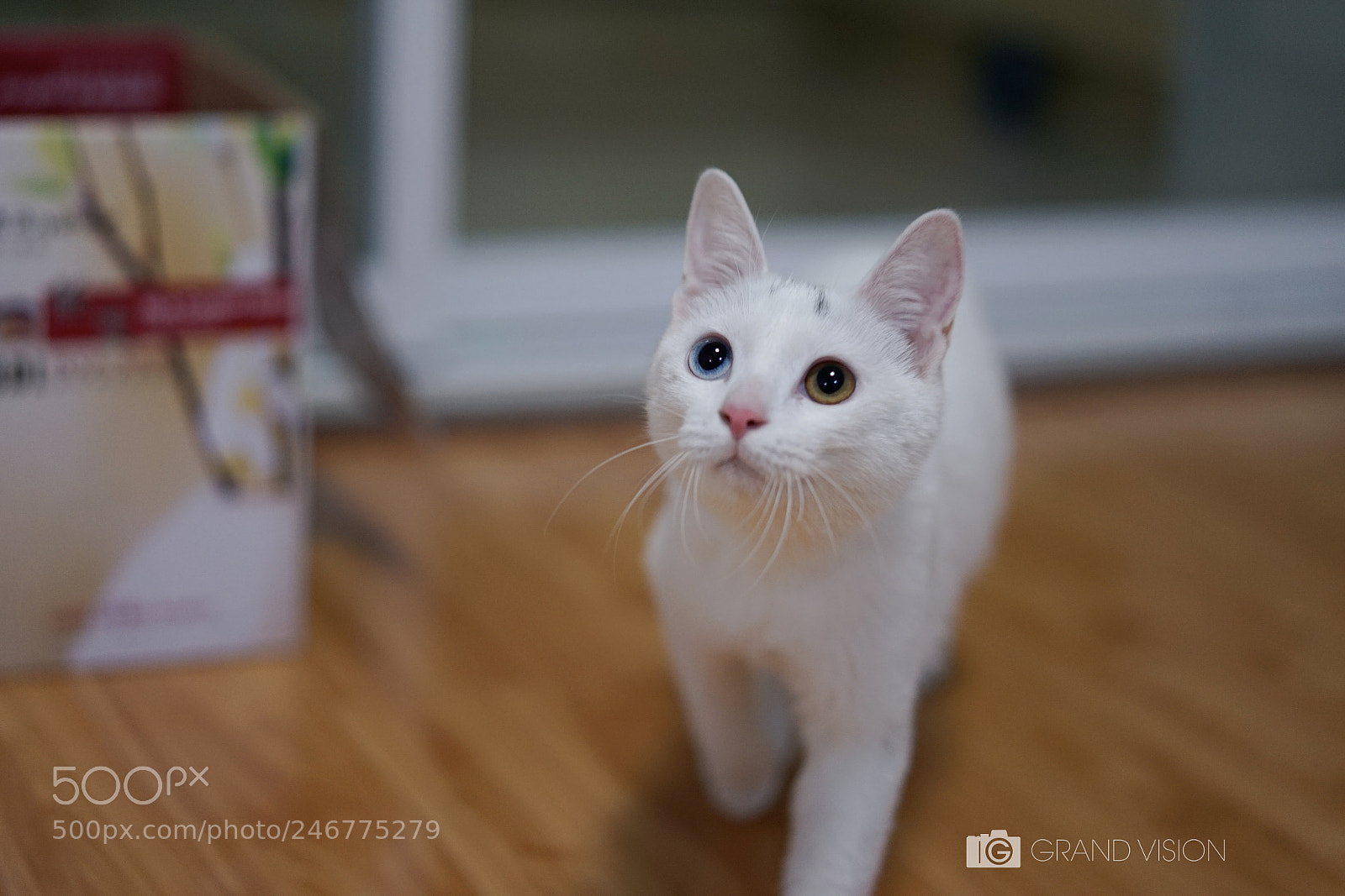 Sony a7 II sample photo. Cat 猫 photography