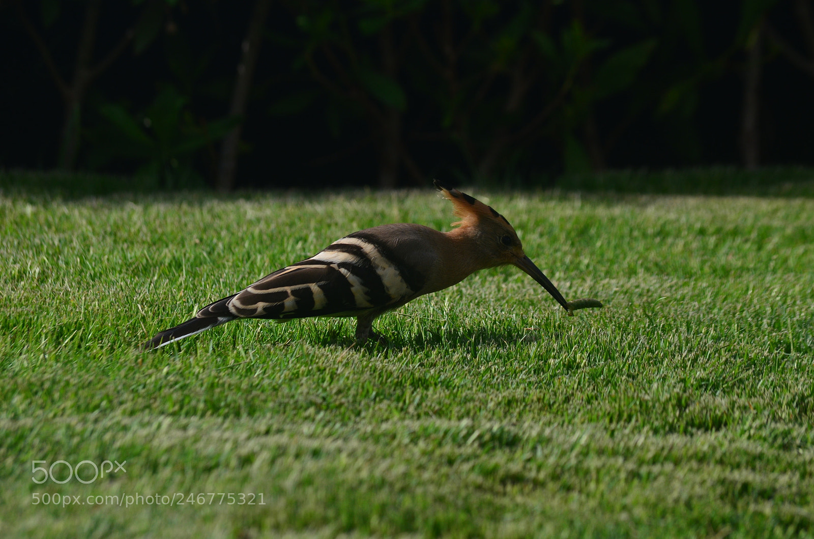 Nikon D5100 sample photo. Hoopoe 2 photography