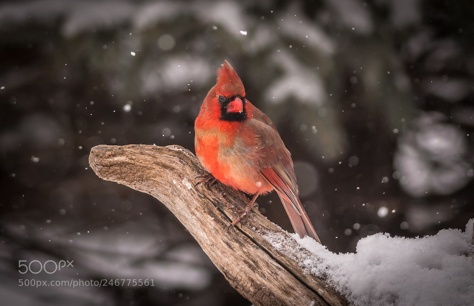 Nikon D500 sample photo. Juvenile male cardinal photography