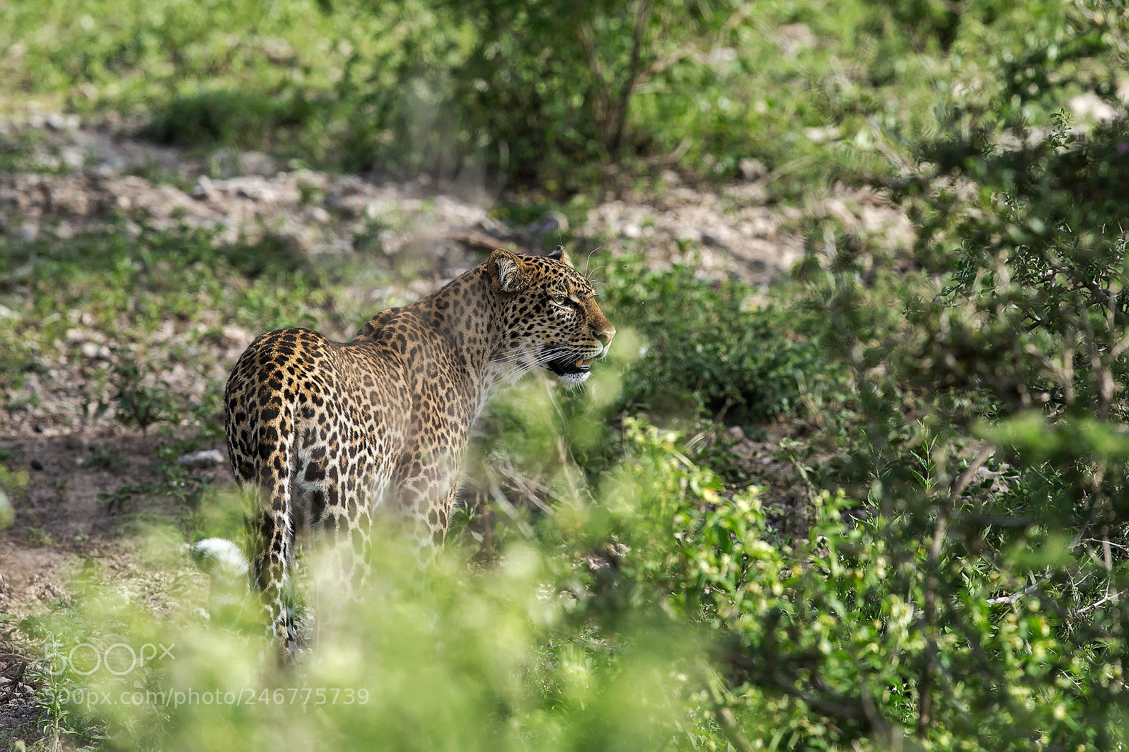 Canon EOS-1D X sample photo. Hunting photography