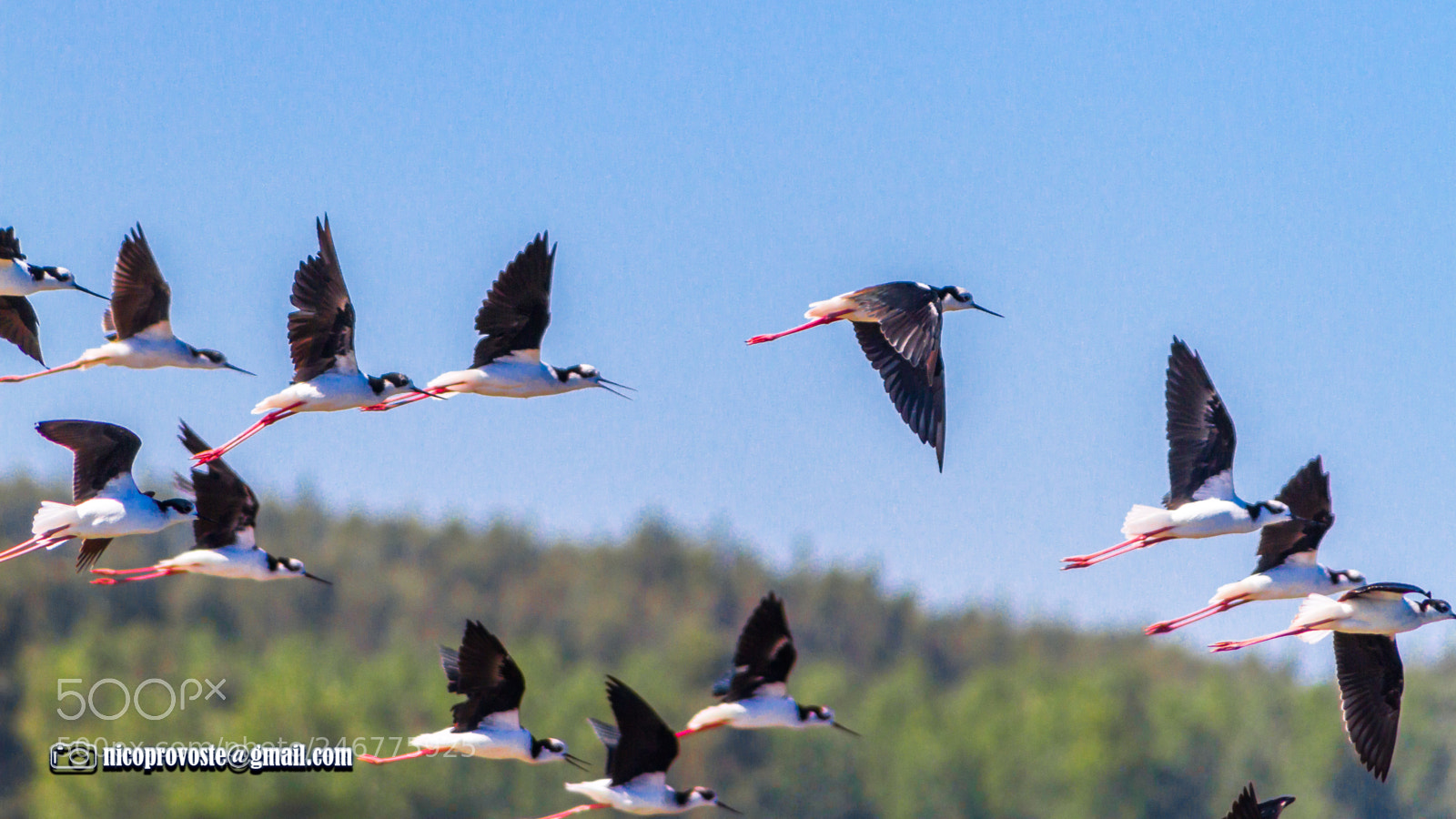 Canon EOS 7D sample photo. Perritos en vuelo photography