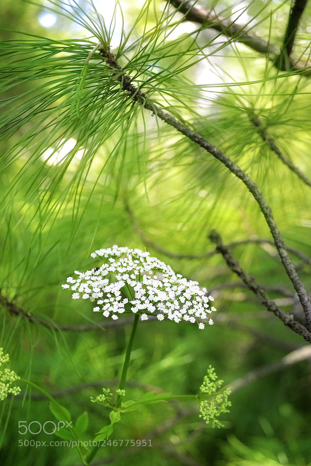 Nikon D3100 sample photo. Green and white photography