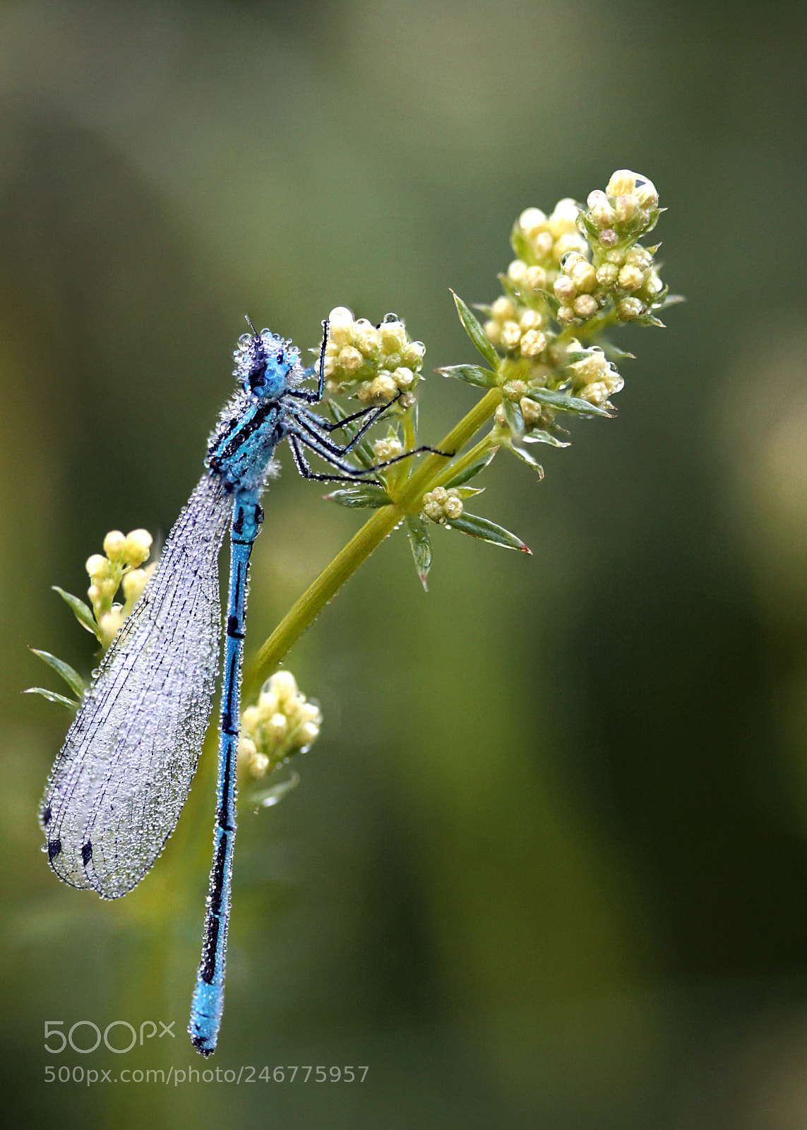 Canon EOS 40D sample photo. Damselfly photography
