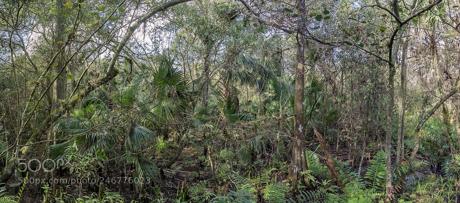 Sony Alpha NEX-5N sample photo. Dsc07675nx5na ferns forest nature photography