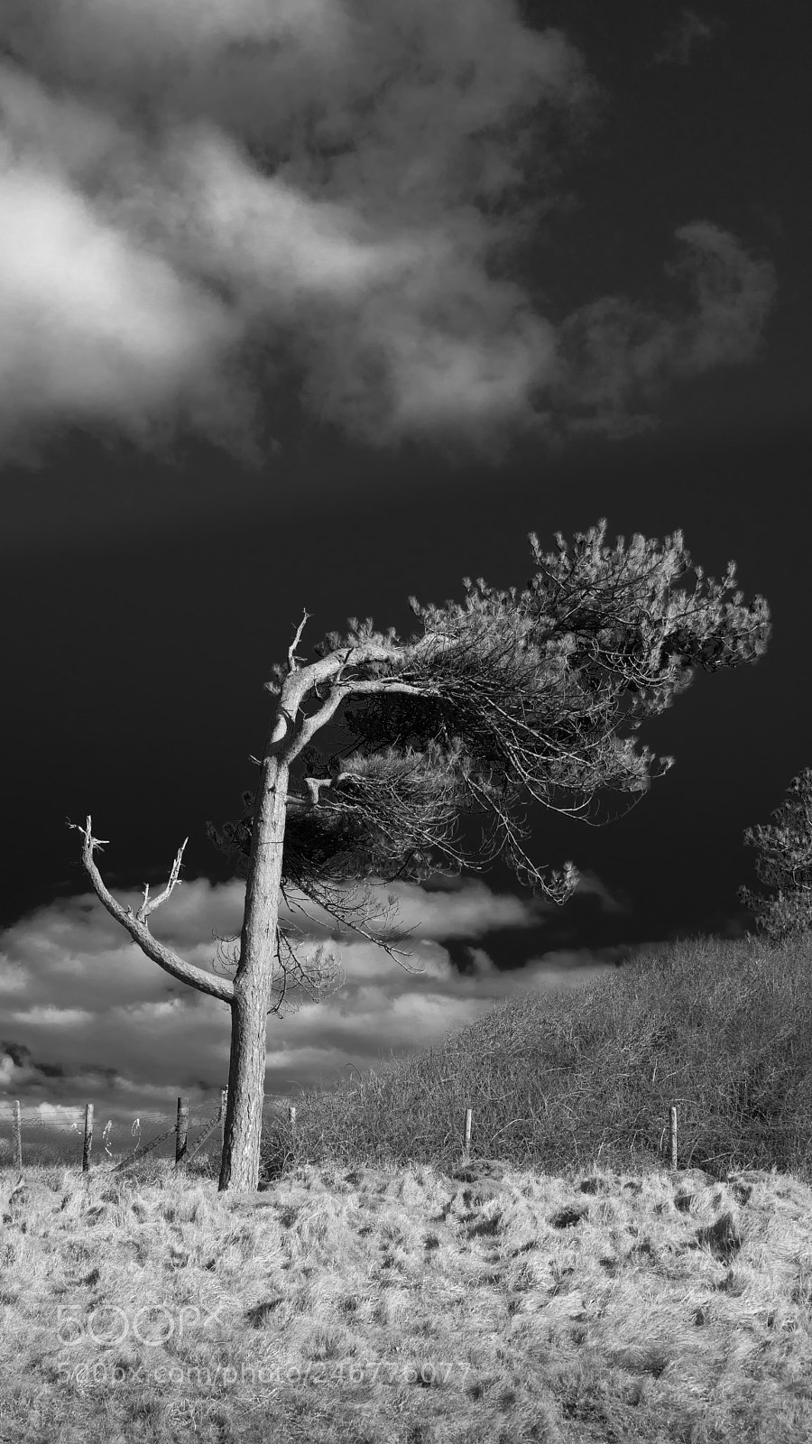Sony a7R II sample photo. Lone tree at southerndown photography