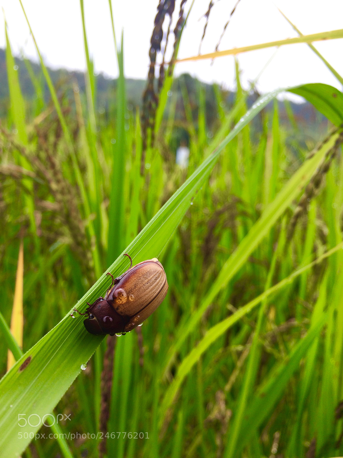 Apple iPhone 5s sample photo. Sawah padi, kampung karanaan photography
