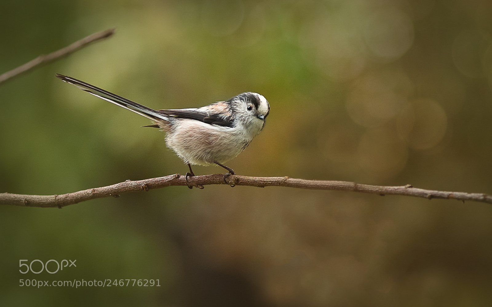Canon EOS 7D Mark II sample photo. Long tailed tit photography
