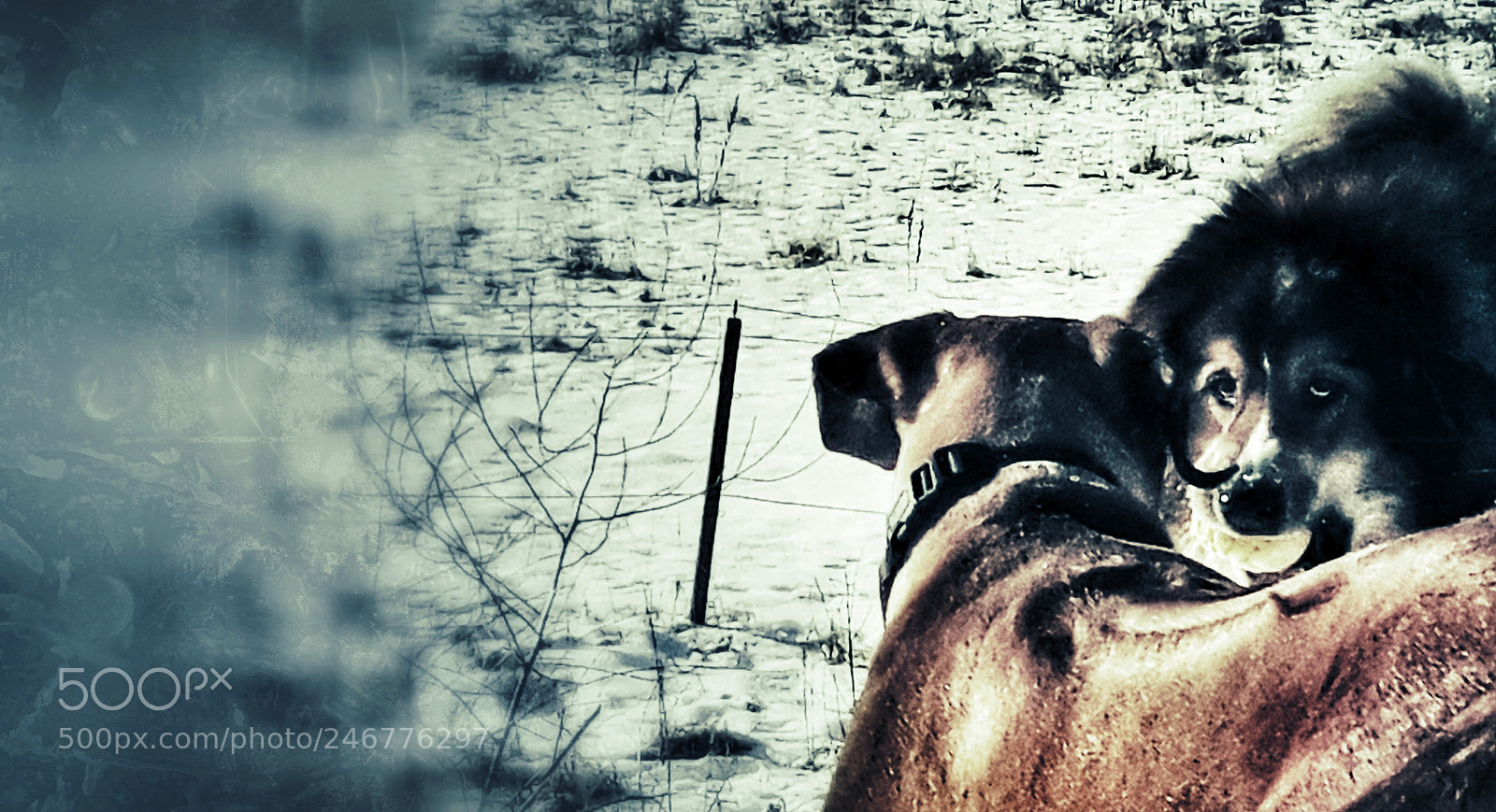 Samsung Galaxy S5 Neo sample photo. The staredown photography