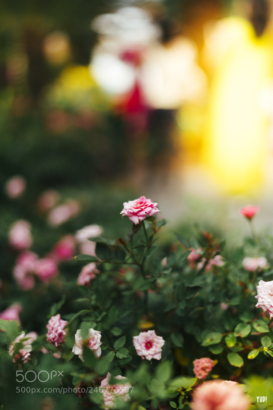 Sony a7R II sample photo. Blooming photography