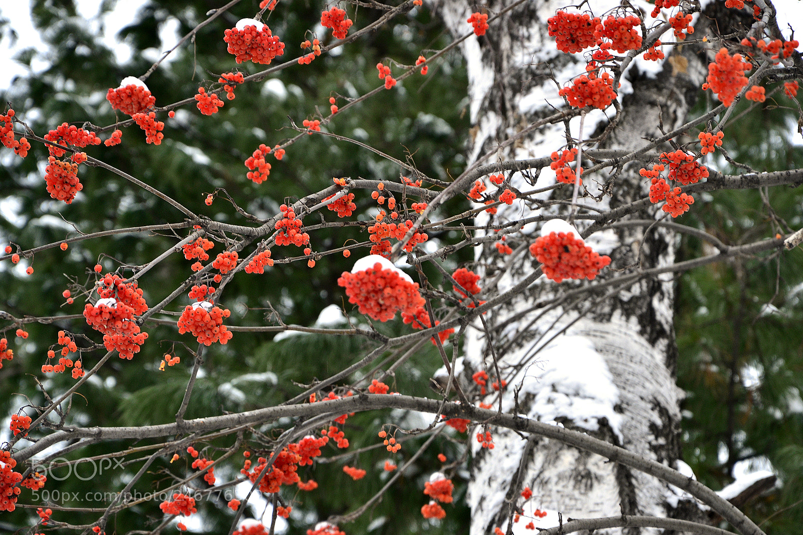 Nikon D3100 sample photo. Rowan photography