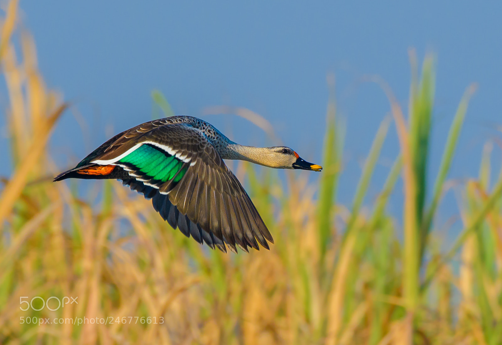 Nikon D500 sample photo. Indian spot-billed duck photography