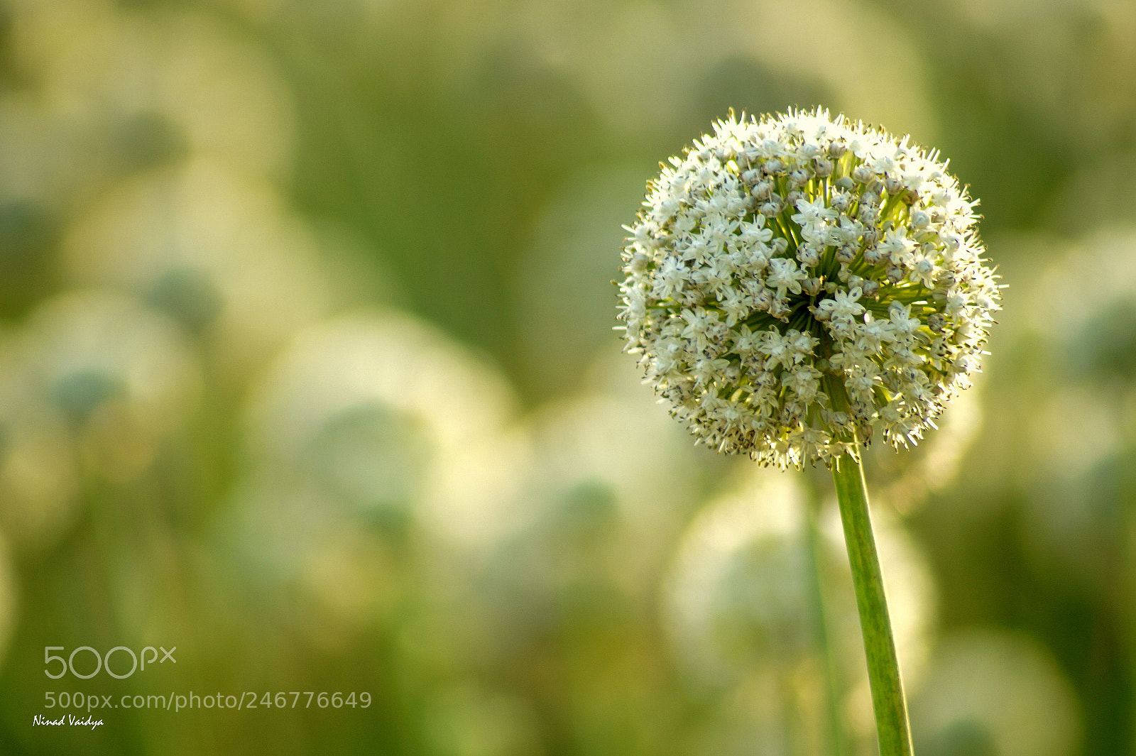 Sony SLT-A58 sample photo. Evening at onion field photography