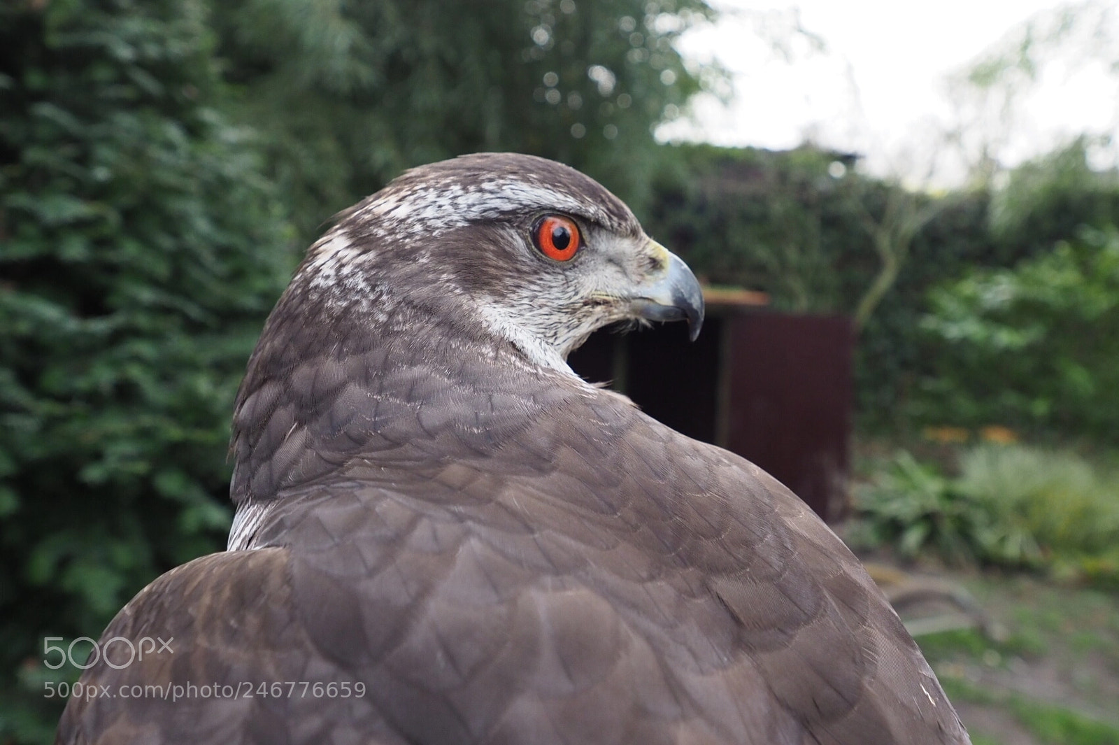 Olympus OM-D E-M1 Mark II sample photo. Habicht weib photography