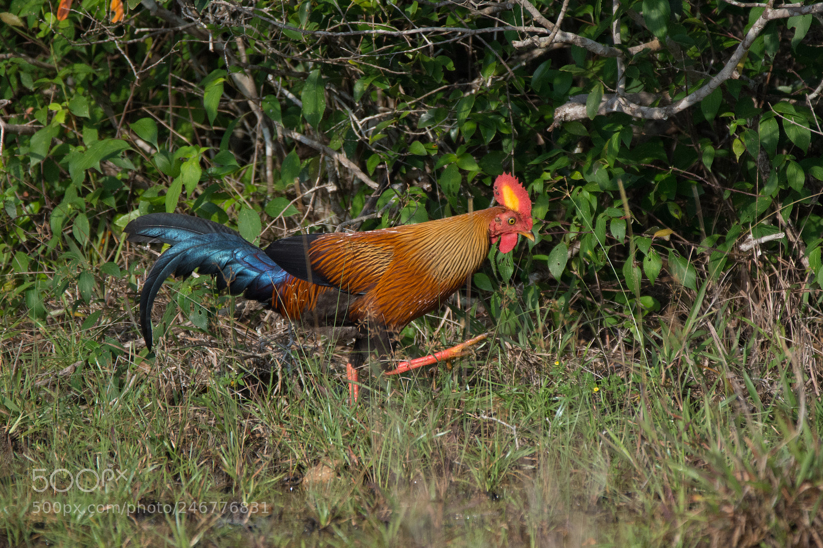 Nikon D7200 sample photo. Sri lanka jungle fowl photography